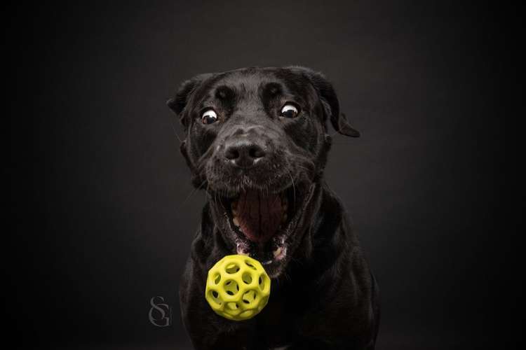 Hundeauslaufgebiet-Sissygraphics-Bild