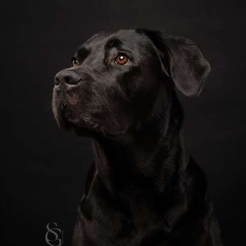 Hundeauslaufgebiet-Sissygraphics-Bild