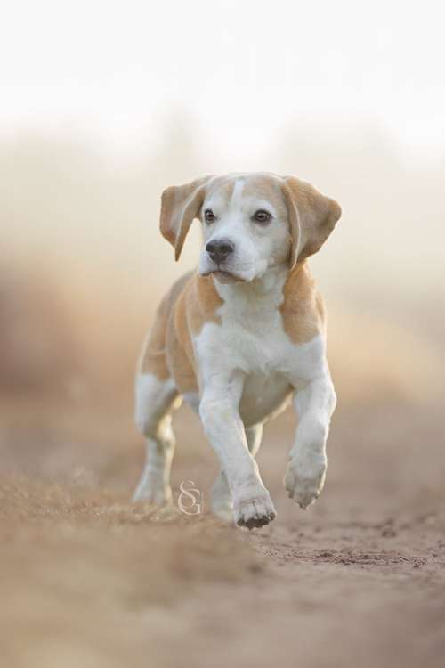 Hundeauslaufgebiet-Sissygraphics-Bild