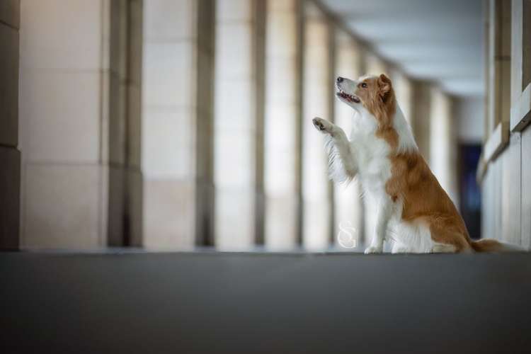 Hundeauslaufgebiet-Sissygraphics-Bild