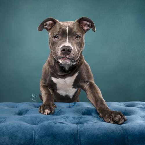 Hundeauslaufgebiet-Sissygraphics-Bild