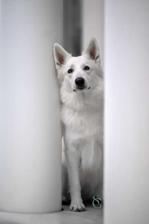 Hundeauslaufgebiet-Sissygraphics-Bild