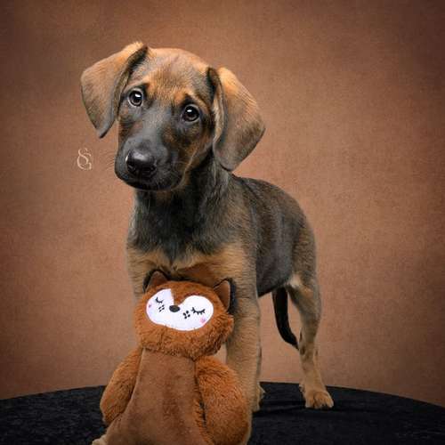 Hundeauslaufgebiet-Sissygraphics-Bild