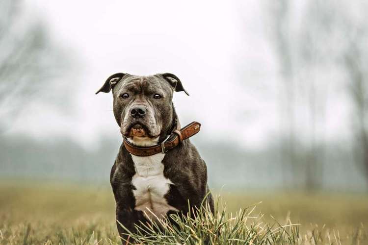 Hundeauslaufgebiet-Fellnasen Photography-Bild