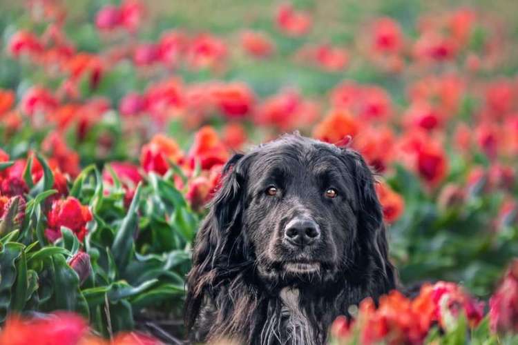 Hundeauslaufgebiet-Fellnasen Photography-Bild