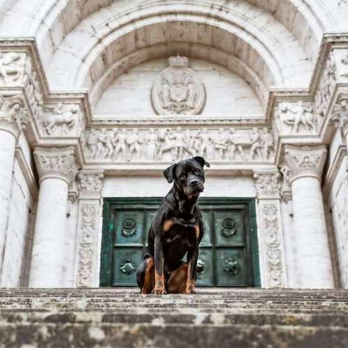 Hundeauslaufgebiet-Fellnasen Photography-Bild