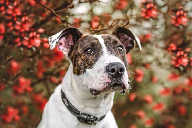Hundeauslaufgebiet-Fellnasen Photography-Bild
