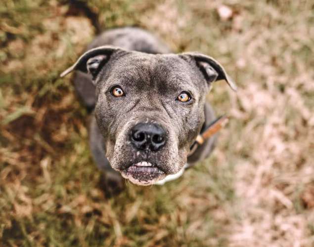 Hundeauslaufgebiet-Fellnasen Photography-Bild