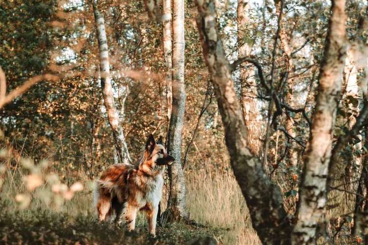 Hundeauslaufgebiet-Fellnasen Photography-Bild