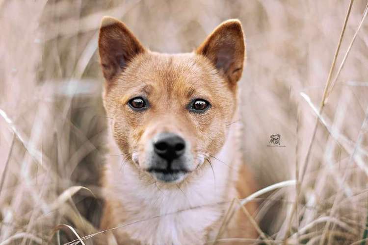 Hundeauslaufgebiet-Fellnasen Photography-Bild
