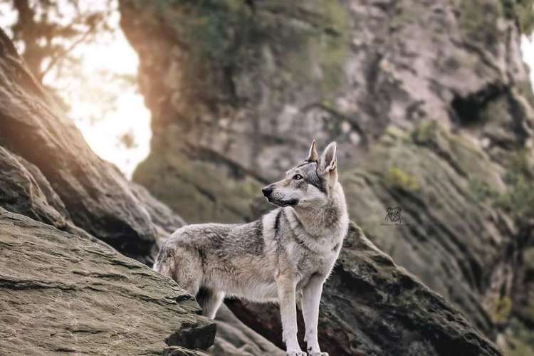 Hundeauslaufgebiet-Fellnasen Photography-Bild