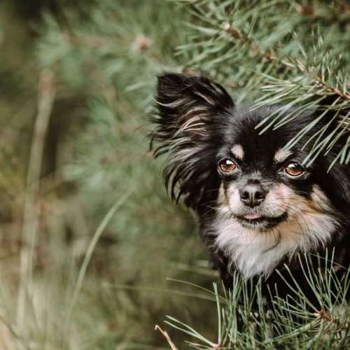 Hundeauslaufgebiet-Fellnasen Photography-Bild