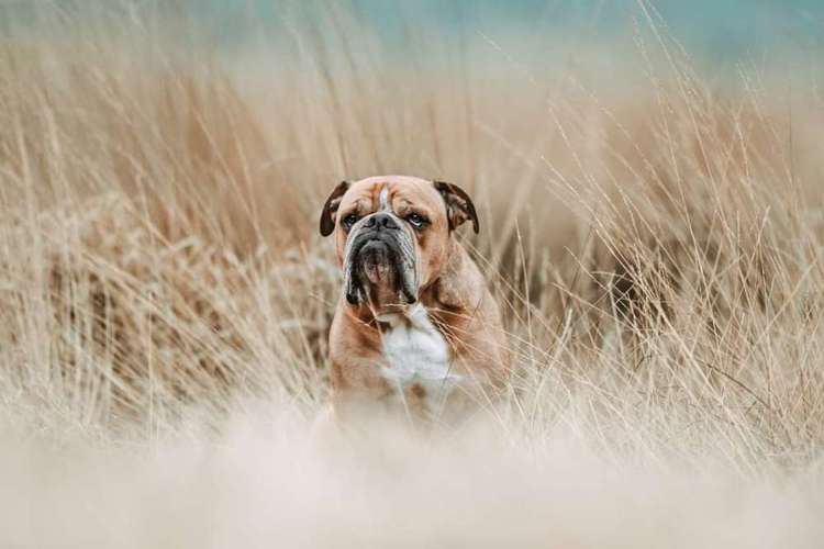 Hundeauslaufgebiet-Fellnasen Photography-Bild