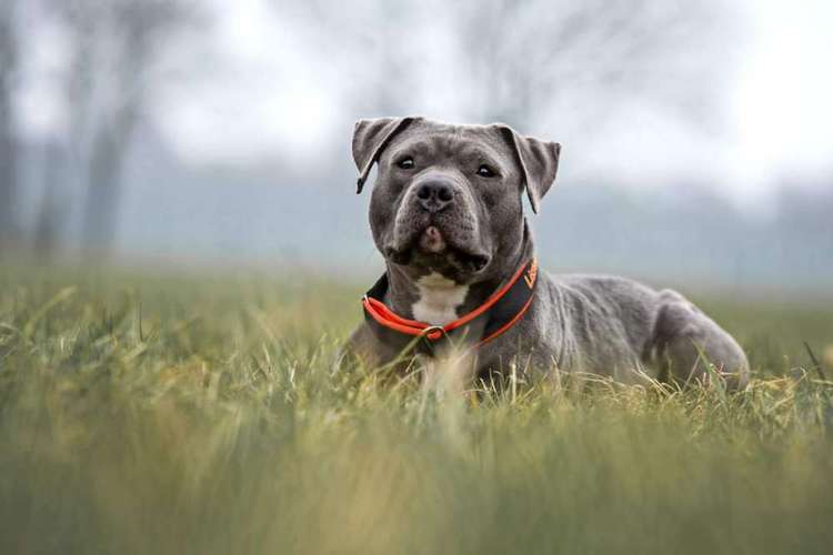 Hundeauslaufgebiet-Fellnasen Photography-Bild