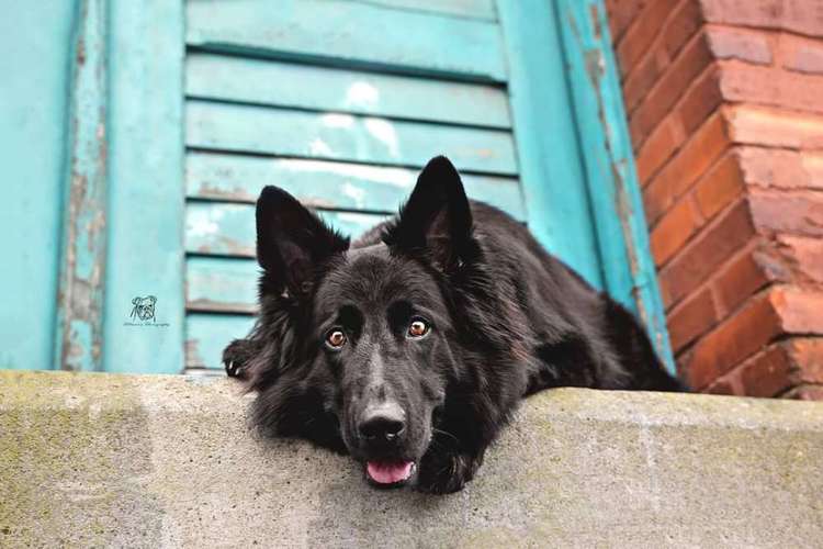 Hundeauslaufgebiet-Fellnasen Photography-Bild