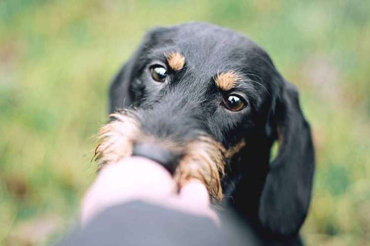 Hundeauslaufgebiet-Fellnasen Photography-Bild