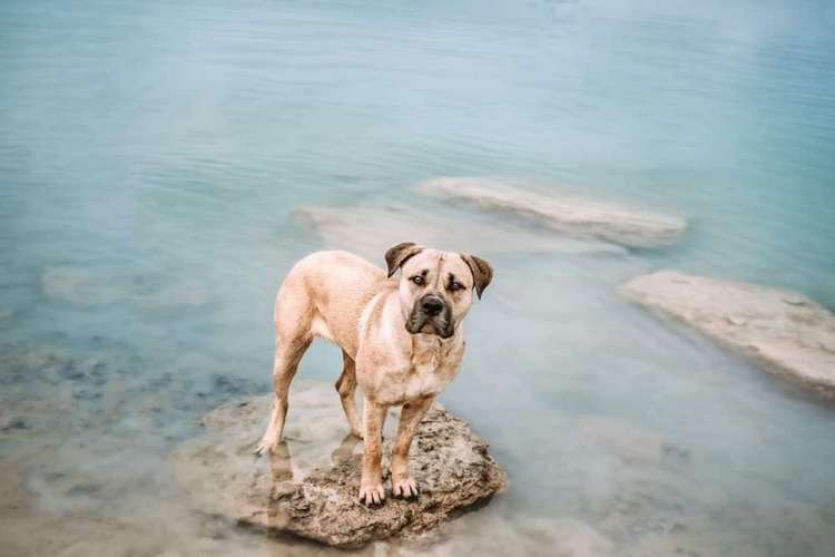 Hundeauslaufgebiet-Fellnasen Photography-Bild