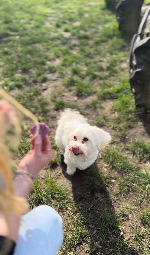 Hundeauslaufgebiet-Jackle & Heidi-Bild