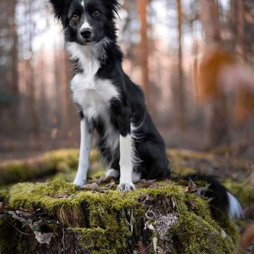 Hundeauslaufgebiet-FotoBino - Pfotografie-Bild