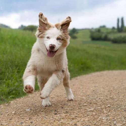 Hundeauslaufgebiet-FotoBino - Pfotografie-Bild