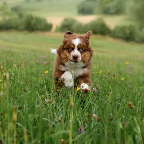 Hundeauslaufgebiet-FotoBino - Pfotografie-Bild