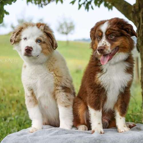 Hundeauslaufgebiet-FotoBino - Pfotografie-Bild