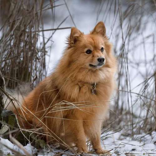 Hundeauslaufgebiet-FotoBino - Pfotografie-Bild