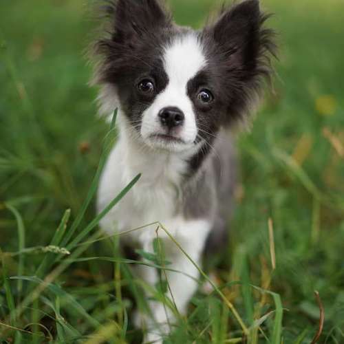 Hundeauslaufgebiet-FotoBino - Pfotografie-Bild