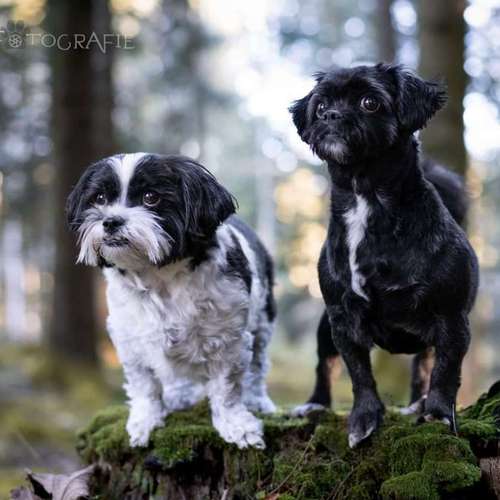 Hundeauslaufgebiet-FotoBino - Pfotografie-Bild