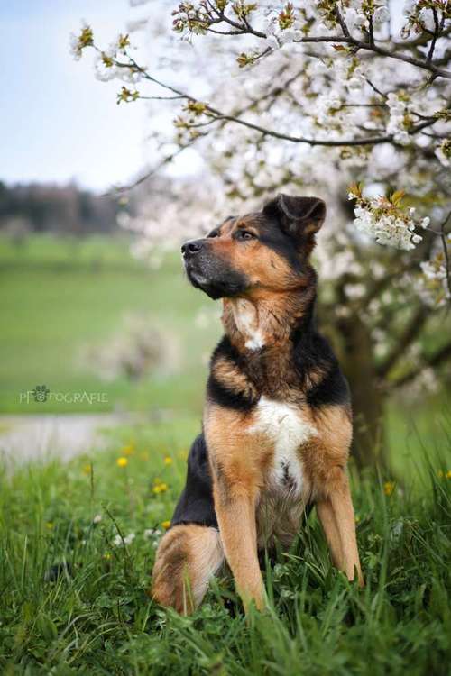 Hundeauslaufgebiet-FotoBino - Pfotografie-Bild