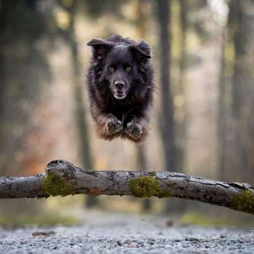 Hundeauslaufgebiet-FotoBino - Pfotografie-Bild