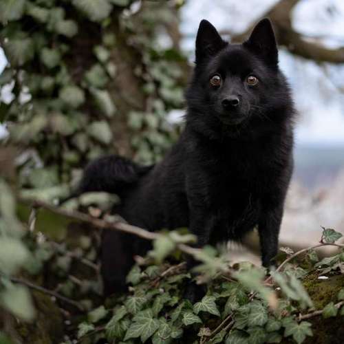 Hundeauslaufgebiet-FotoBino - Pfotografie-Bild