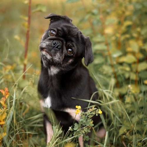 Hundeauslaufgebiet-FotoBino - Pfotografie-Bild