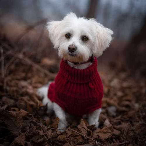Hundeauslaufgebiet-FotoBino - Pfotografie-Bild