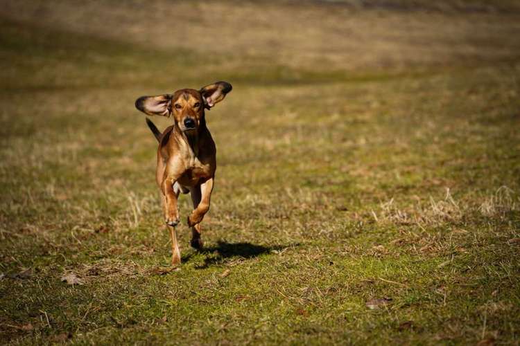 Hundeauslaufgebiet-Der Hund ohne Leine-Bild