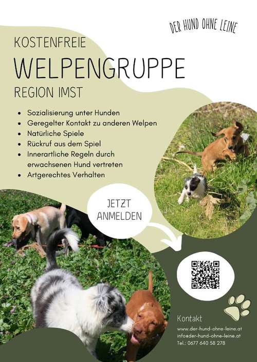 Hundeauslaufgebiet-Der Hund ohne Leine-Bild