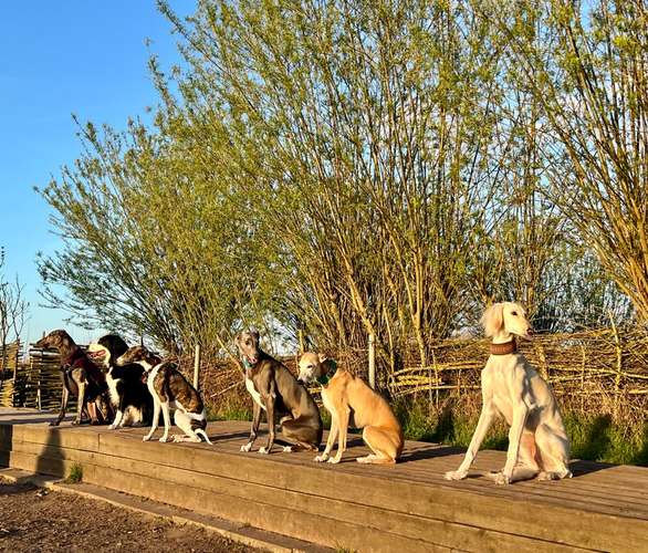 Hundeauslaufgebiet-Hundeschule Eckernförde-Bild