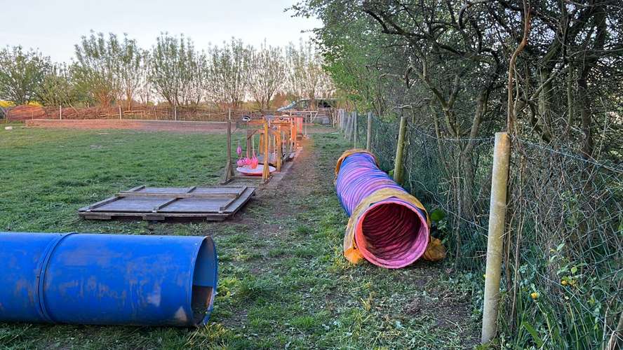 Hundeauslaufgebiet-Hundeschule Eckernförde-Bild