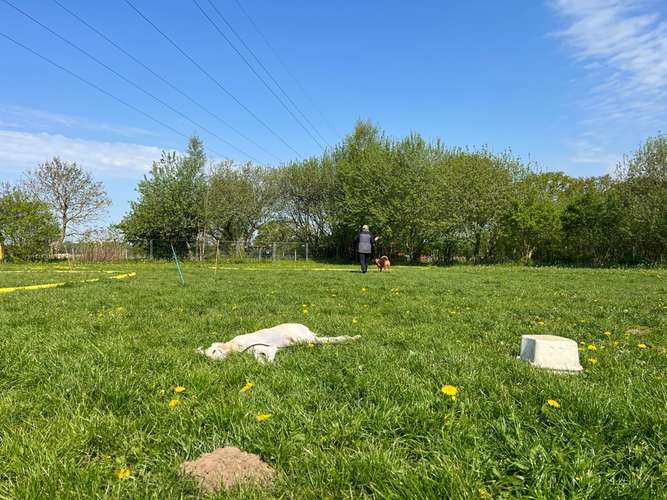 Hundeauslaufgebiet-Hundeschule Eckernförde-Bild