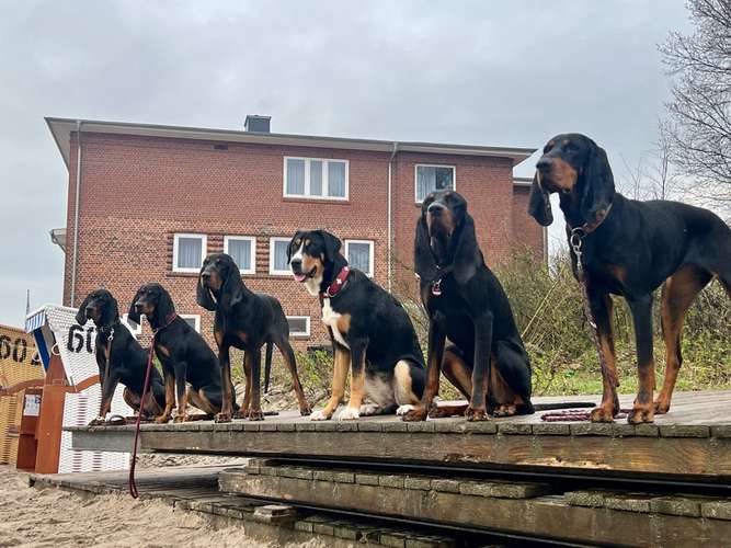 Hundeauslaufgebiet-Hundeschule Eckernförde-Bild