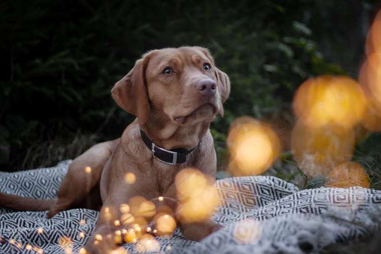 Hundeauslaufgebiet-Sandra Waurenschk Fotografie-Bild