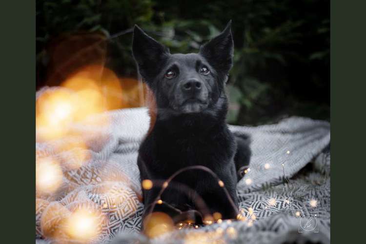 Hundeauslaufgebiet-Sandra Waurenschk Fotografie-Bild