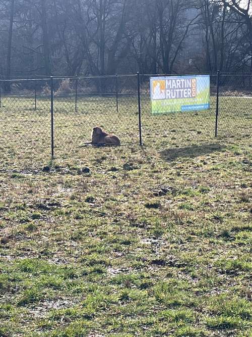 Hundeauslaufgebiet-Martin Rütter Hundeschule Birkenfeld / Merzig-Bild