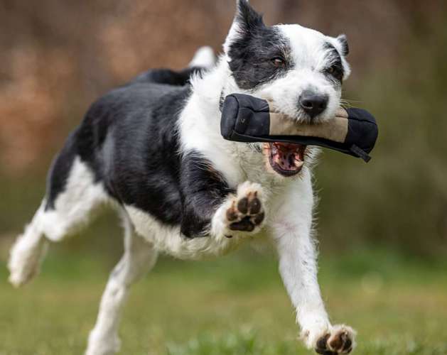 Hundeauslaufgebiet-WOELFINGER-FOTOS-Bild