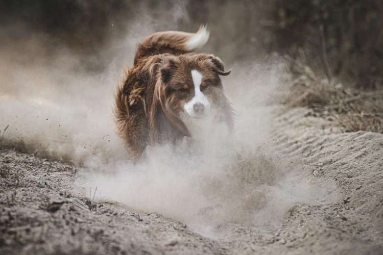 Hundeauslaufgebiet-WOELFINGER-FOTOS-Bild