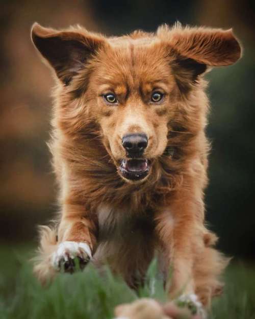 Hundeauslaufgebiet-WOELFINGER-FOTOS-Bild