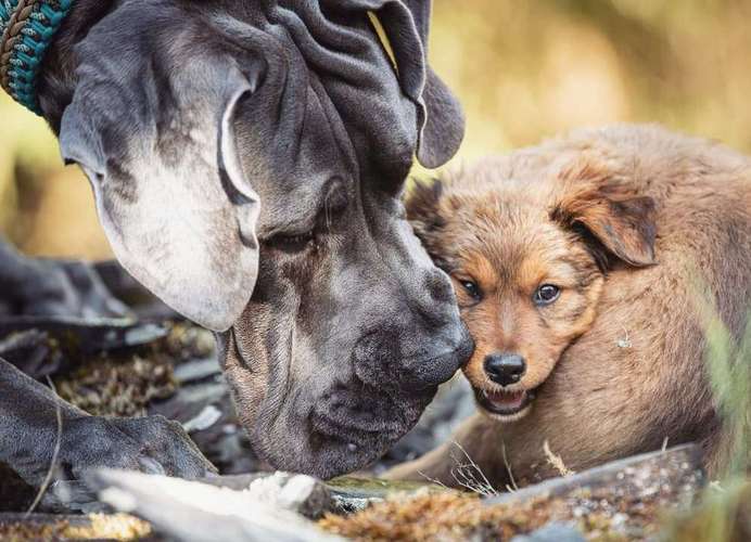 Hundeauslaufgebiet-WOELFINGER-FOTOS-Bild