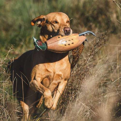 Hundeauslaufgebiet-WOELFINGER-FOTOS-Bild