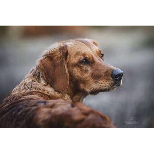 Hundeauslaufgebiet-WOELFINGER-FOTOS-Bild