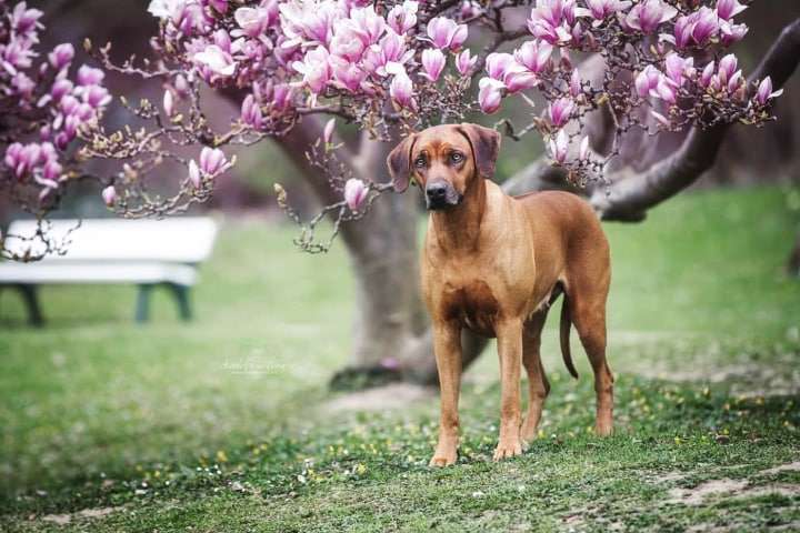 Hundeauslaufgebiet-WOELFINGER-FOTOS-Bild